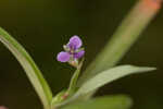 Nakedstem dewflower